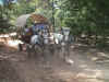 covered wagon coming through.jpg (67051 bytes)